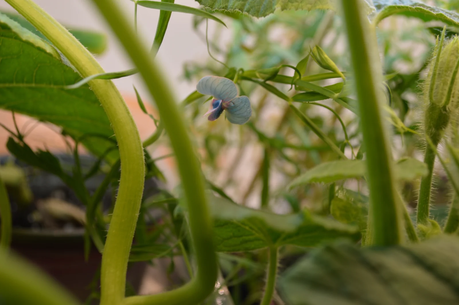 delta (Lathyrus sativus), 2019-2021 (process view)