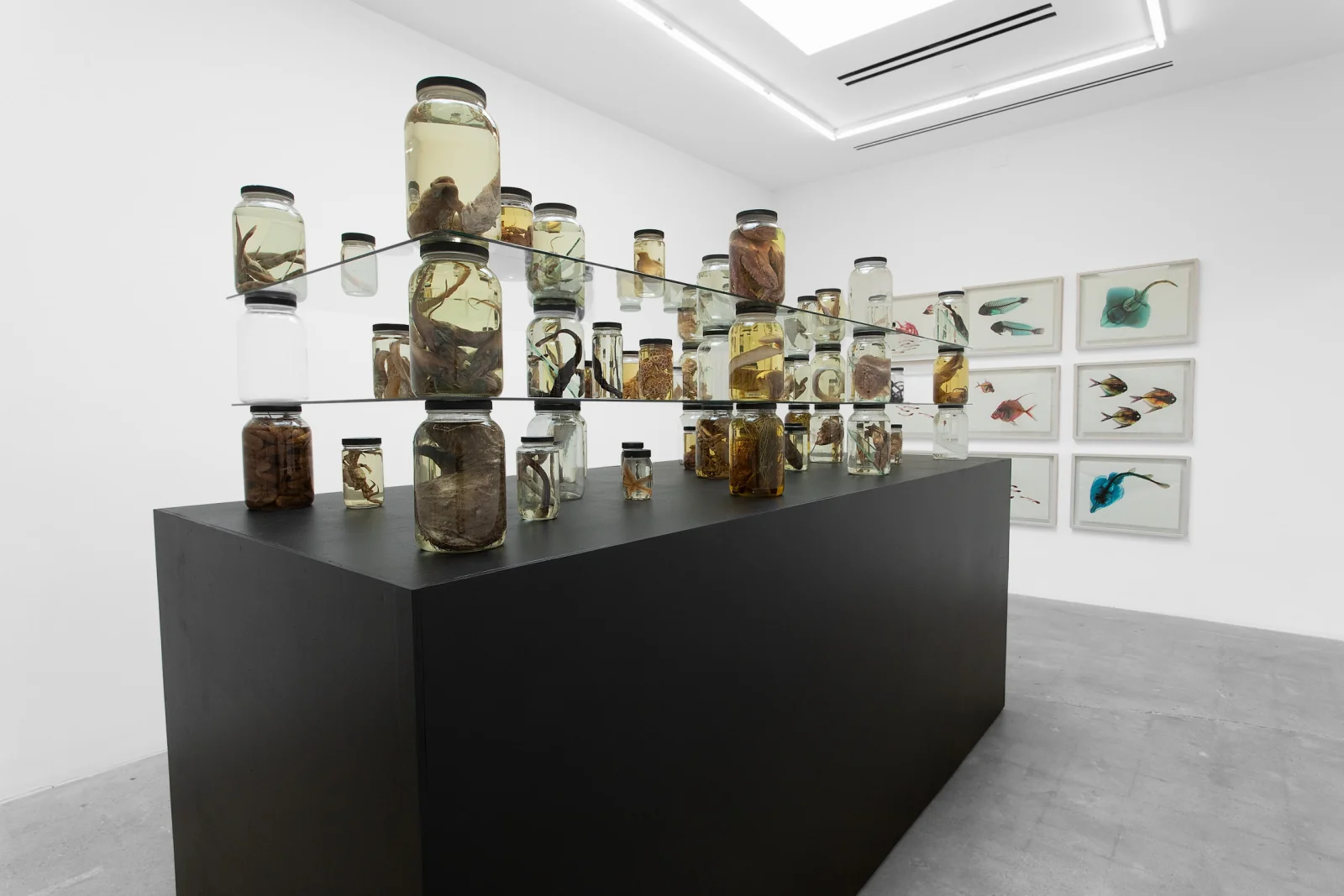 Installation view